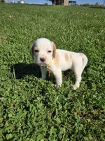 Ginger , a female Beagle for sale in Bethany, MO – 5 of 10