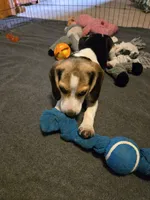 Capri, a female Beagle for sale in Bethany, MO – 4 of 9