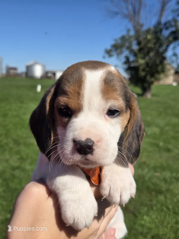 Autumn  – Beagle puppy for sale in Bethany, MO