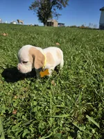 Ginger , a female Beagle for sale in Bethany, MO – 2 of 10