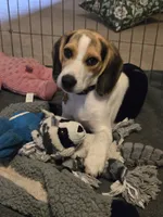 Capri, a female Beagle for sale in Bethany, MO – 9 of 9