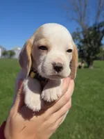Ginger , a female Beagle for sale in Bethany, MO – 4 of 10