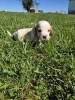 Jack, a male Beagle for sale in Bethany, MO – 9 of 10
