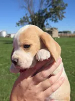 Spice, a female Beagle for sale in Bethany, MO – 4 of 9