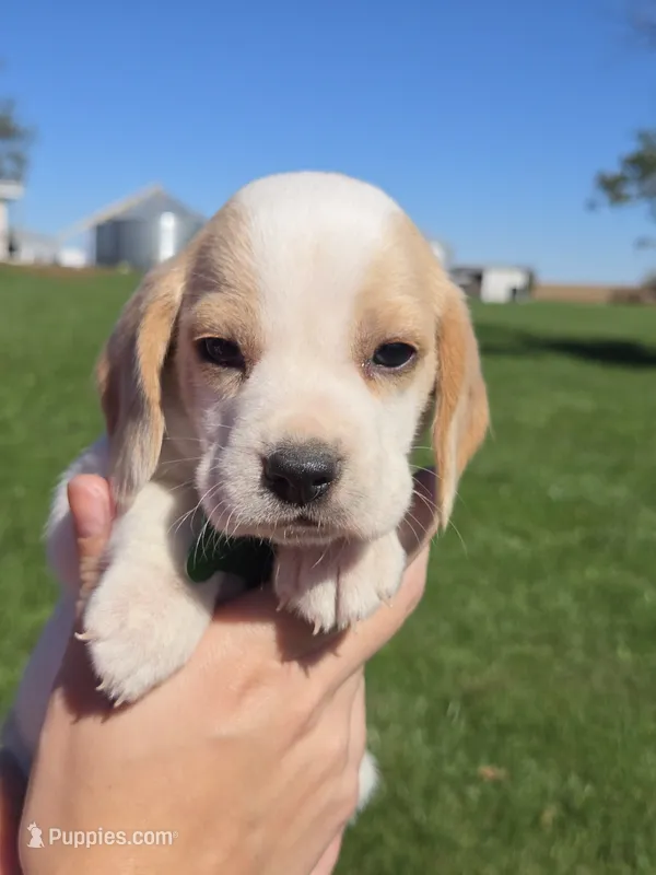 Maple, a female Beagle for sale in Bethany, MO – 1 of 8