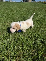 Jack, a male Beagle for sale in Bethany, MO – 5 of 10