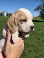 Maple, a female Beagle for sale in Bethany, MO – 7 of 8