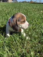 Autumn , a female Beagle for sale in Bethany, MO – 6 of 10