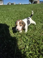 Autumn , a female Beagle for sale in Bethany, MO – 7 of 10