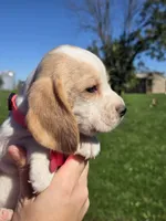 Spice, a female Beagle for sale in Bethany, MO – 8 of 9