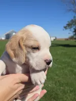 Jack, a male Beagle for sale in Bethany, MO – 6 of 10