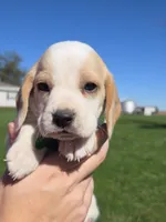 Maple, a female Beagle for sale in Bethany, MO – 8 of 8
