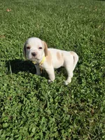 Ginger , a female Beagle for sale in Bethany, MO – 9 of 10