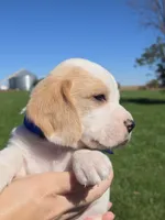 Jack, a male Beagle for sale in Bethany, MO – 1 of 10