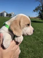 Maple, a female Beagle for sale in Bethany, MO – 4 of 8