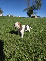 Autumn , a female Beagle for sale in Bethany, MO – 9 of 10