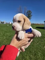 Jack, a male Beagle for sale in Bethany, MO – 8 of 10