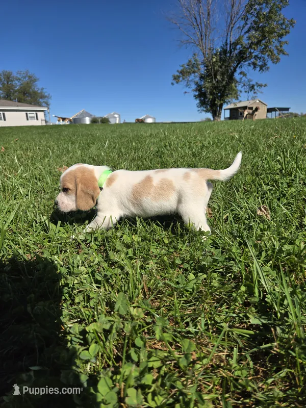 Maple – Beagle puppy for sale in Bethany, MO