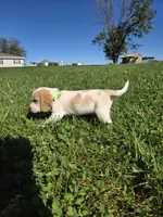 Maple, a female Beagle for sale in Bethany, MO – 2 of 8