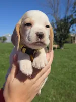 Ginger , a female Beagle for sale in Bethany, MO – 1 of 10