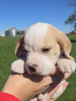 Jack, a male Beagle for sale in Bethany, MO – 3 of 10