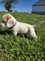Nutmeg , a female Beagle for sale in Bethany, MO – 6 of 10
