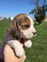 Autumn , a female Beagle for sale in Bethany, MO – 10 of 10