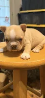 Goldie, a female Frenchton for sale in Highlandville, MO – 3 of 3