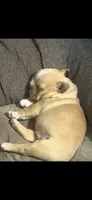 Goldie, a female Frenchton for sale in Highlandville, MO – 2 of 3