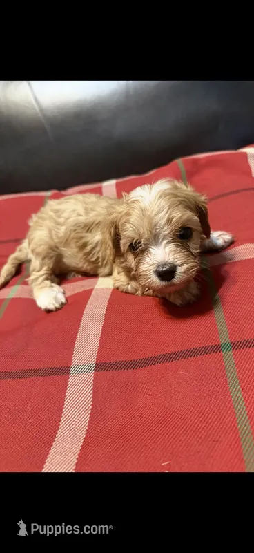 Rusty – Cavapoo puppy for sale in Highlandville, MO