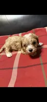 Rusty, a male Cavapoo for sale in Highlandville, MO – 1 of 2