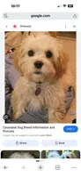 Ginger, a female Cavapoo for sale in Highlandville, MO – 2 of 2