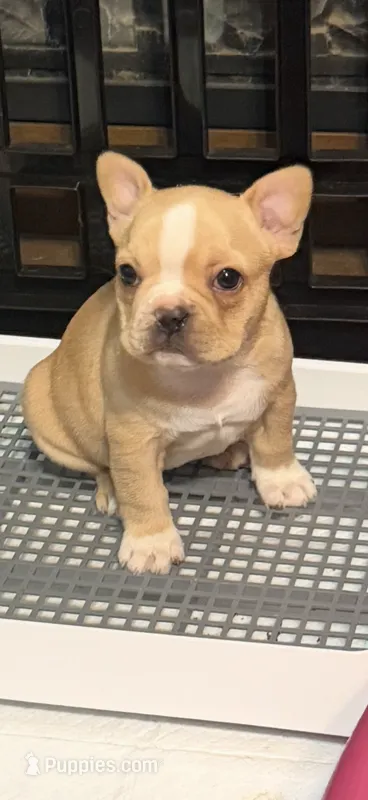 Goldie – Frenchton puppy for sale in Highlandville, MO