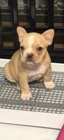 Goldie, a female Frenchton for sale in Highlandville, MO – 1 of 3