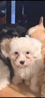 Remington or Remi, a male Cavapoo for sale in Highlandville, MO – 1 of 5