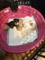 Remington or Remi, a male Cavapoo for sale in Highlandville, MO – 5 of 5