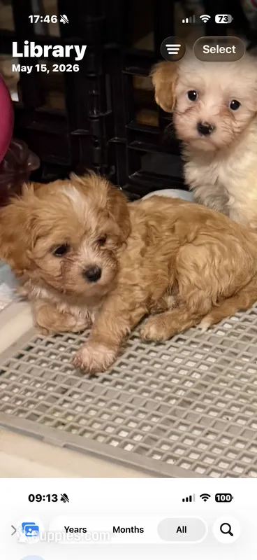 Rusty – Cavapoo puppy for sale in Highlandville, MO