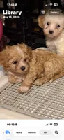 Rusty, a male Cavapoo for sale in Highlandville, MO – 1 of 4