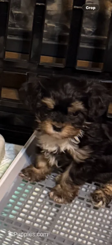 Ginger – Cavapoo puppy for sale in Highlandville, MO