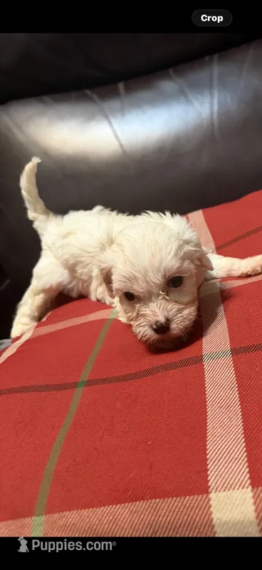 Remington or Remi – Cavapoo puppy for sale in Highlandville, MO