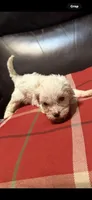 Remington or Remi, a male Cavapoo for sale in Highlandville, MO – 1 of 2