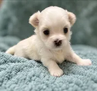 Toby, a male Morkie for sale in Centre, AL – 2 of 4