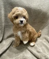 Tucker, a male Maltipoo for sale in Centre, AL – 3 of 4