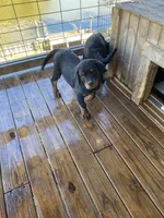 Rottie Girl, a female Rottweiler for sale in Centre, AL – 4 of 4