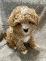 Luke, a male Maltipoo for sale in Centre, AL – 4 of 4