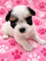 Sunni, a female Yorkshire Terrier for sale in Centre, AL – 3 of 3