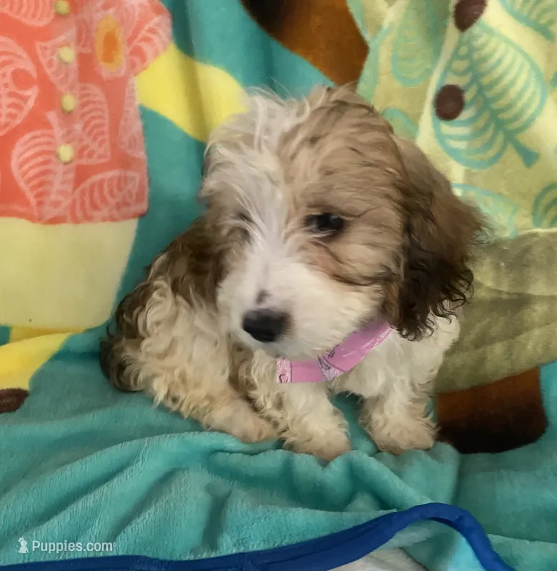 Mercy – Dachshund, Yorkshire Terrier puppy for sale in Centre, AL