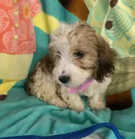 Mercy, a male Dachshund and Yorkshire Terrier for sale in Centre, AL – 1 of 3