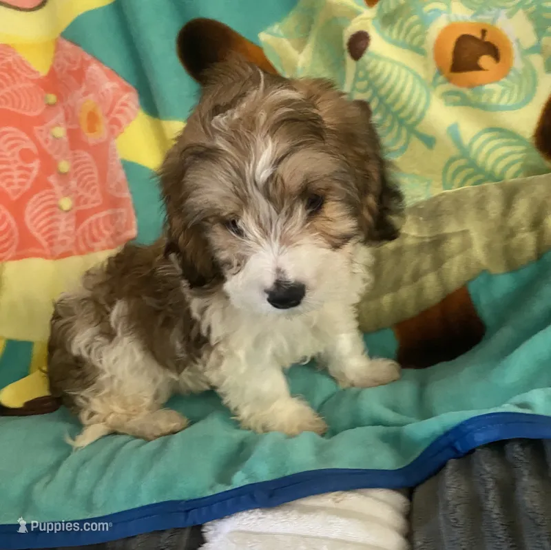 Angel – Dachshund, Yorkshire Terrier puppy for sale in Centre, AL