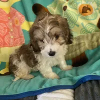 Angel, a male Dachshund and Yorkshire Terrier for sale in Centre, AL – 1 of 3